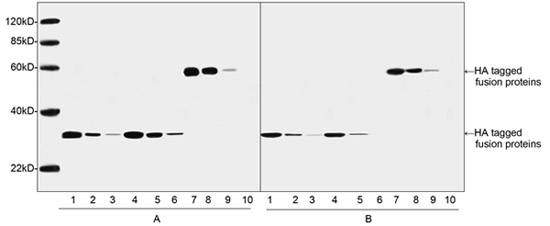 THETM Anti-HA-Tag Monoclonal Antibody (Mouse)