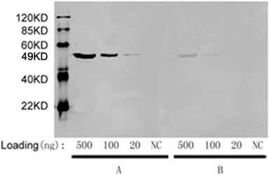 Mouse Anti-DYKDDDDK-tag Monoclonal Antibody