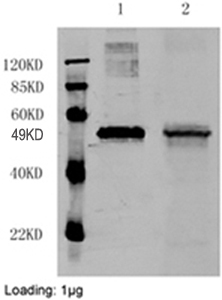 Mouse Anti-DYKDDDDK-tag Monoclonal Antibody