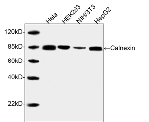 Rabbit Anti-Calnexin Polyclonal Antibody