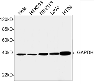 Goat Anti-GAPDH Polyclonal Antibody WB
