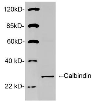 Rabbit Anti-Calbindin Polyclonal Antibody WB