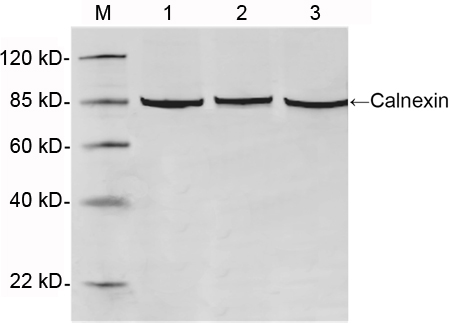 Rabbit Anti-Calnexin Polyclonal Antibody WB