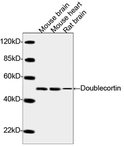 Rabbit Anti-Doublecortin Polyclonal Antibody WB