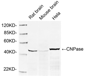 Rabbit Anti-CNPase Polyclonal Antibody