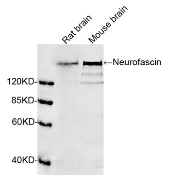Rabbit Anti-Neurofascin Polyclonal Antibody