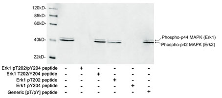 Rabbit Anti-ERK1/2 (Phospho-Thr202/Tyr204) Polyclonal Antibody