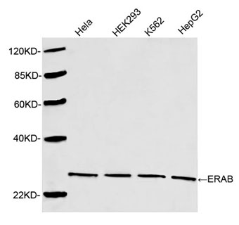 Rabbit Anti-ERAB Polyclonal Antibody