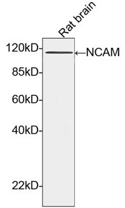 Rabbit Anti-NCAM Polyclonal Antibody