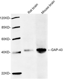 Rabbit Anti-GAP-43 Polyclonal Antibody