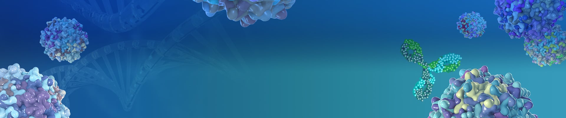 Anti-Camelid VHH Antibodies