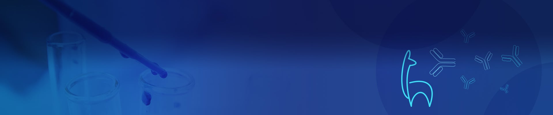 Anti-Camelid VHH Antibodies
