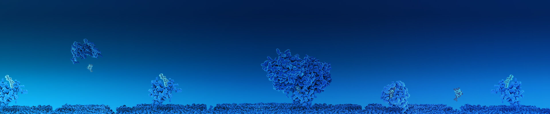 Immune Checkpoint Stable Cell Lines