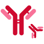Dual J2 Antibody Technology