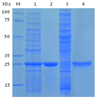 Example of Ni charged and Glutathione MagBeads