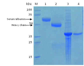 Example of Protein A MagBeads