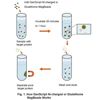 Ni-charged or Glutathione MagBeads Workflow