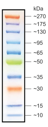 Broad Multi Color Pre-Stained Protein Standard (M00624)）