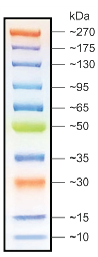 Broad Multi Color Pre-Stained Protein Standard