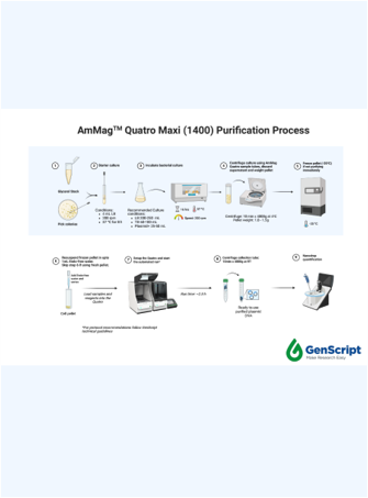 GenScript’s AmMag™ Quatro Flyer