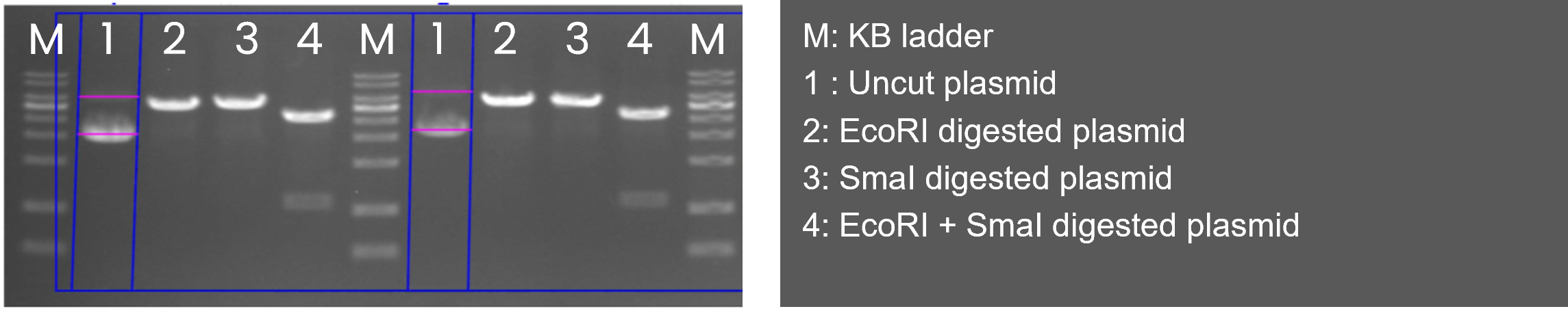 Automated Plasmid Purification cell separation workflow