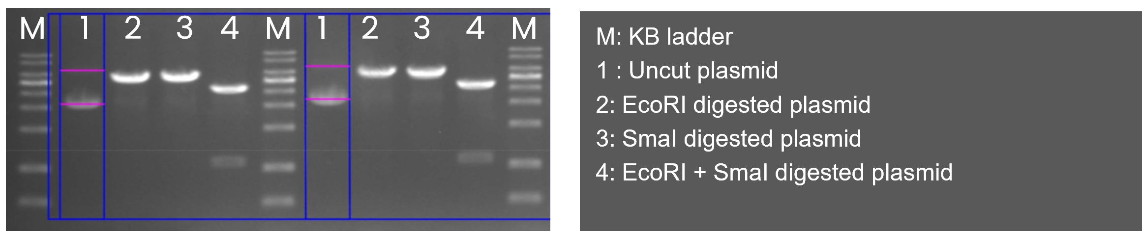 Automated Plasmid Purification cell separation workflow