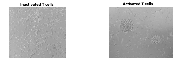 Anti-CD Antibodies