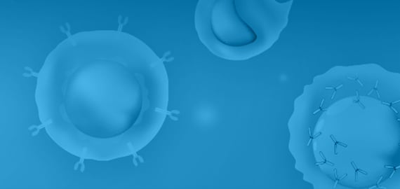 Anti-CD Antibodies