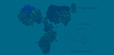 Anti-payload Antibodies