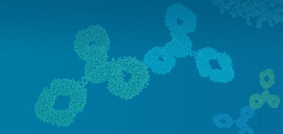 Anti-idiotype
					Antibodies