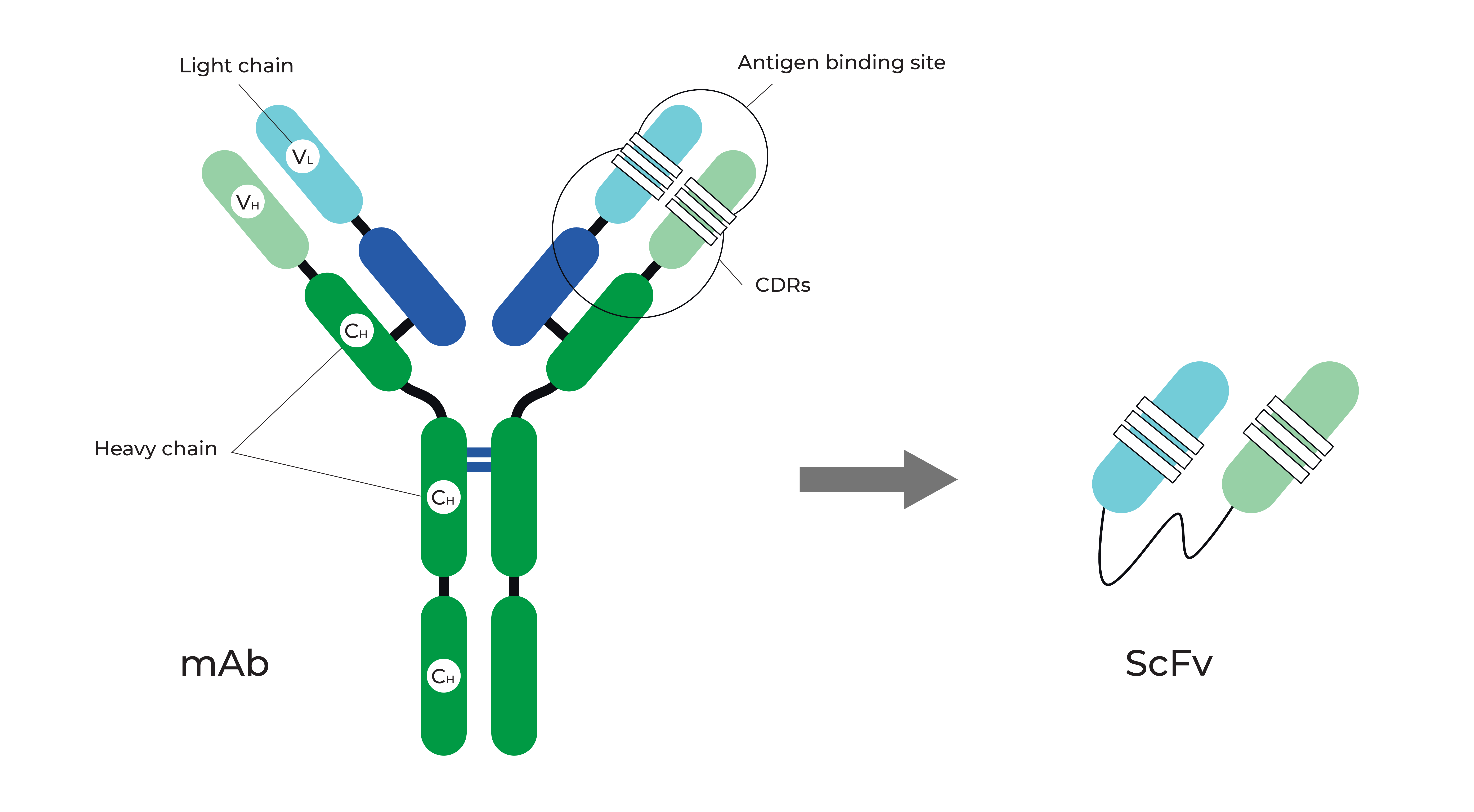 Structural diagram of traditional antibody and scFv