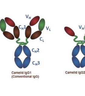 Anti-VHH Antibodies