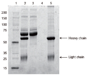 Affinity purification of rabbit IgG from rabbit serum