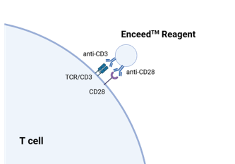 T Cell Activation