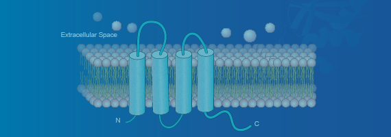 Claudin 18.2 Cell Lines