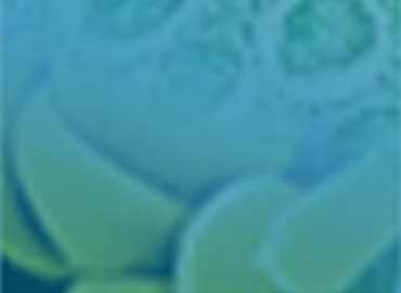 Cell Lysate Products