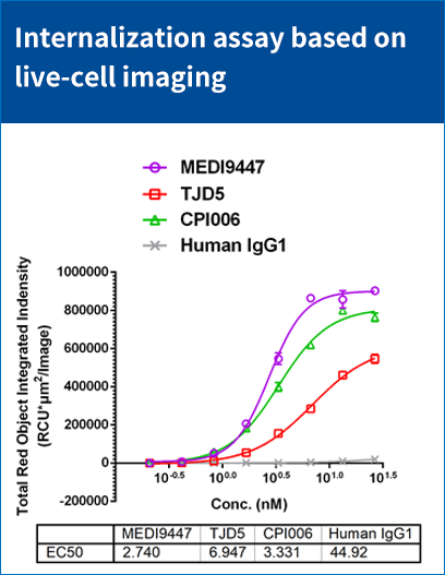 CHO-K1/CD73(货号: RD00783）细胞上内化以及杀伤评估
