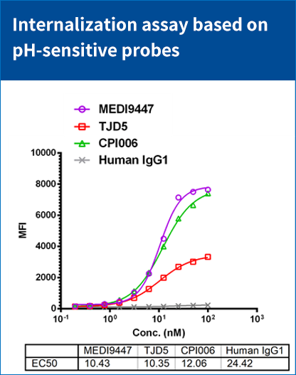 CHO-K1/CD73(货号: RD00783）细胞上内化以及杀伤评估