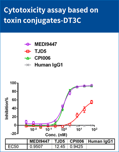 CHO-K1/CD73(货号: RD00783）细胞上内化以及杀伤评估