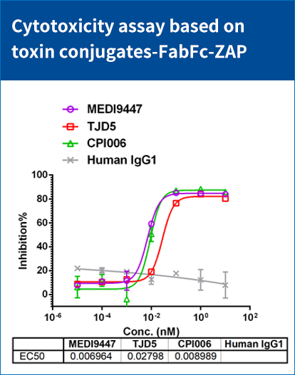 CHO-K1/CD73(货号: RD00783）细胞上内化以及杀伤评估