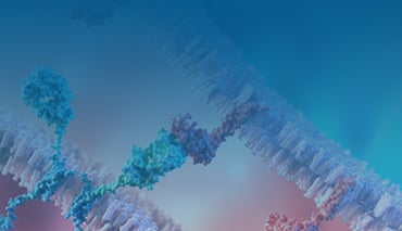 Immune Checkpoint Stable Cell Lines