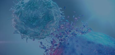 Fc Receptor Stable Cell Lines