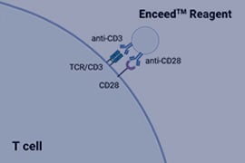 Enceed™ T Cell Activation