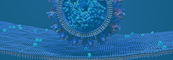 ACE2 and Spike Protein Cell Lines