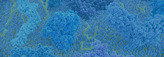 Immune Checkpoints Cell Lines