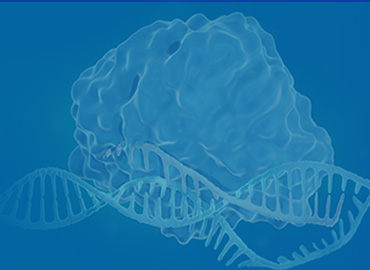Rabbit Monoclonal Antibodies