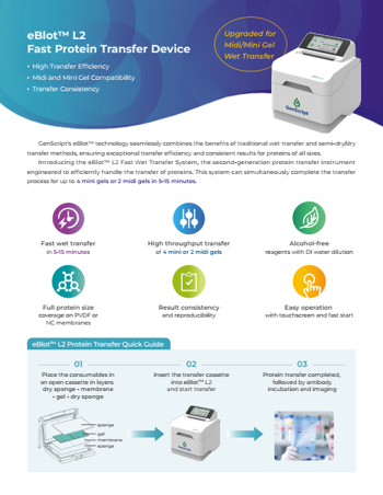 Protein Analysis Workflow