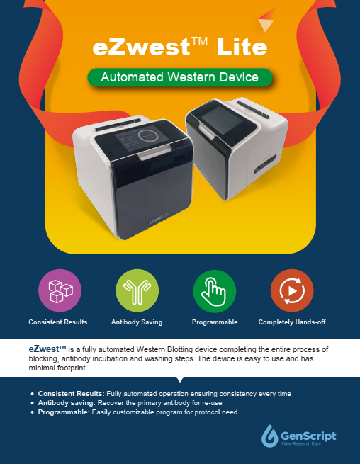 eZwest Flyer