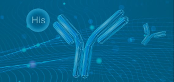 Epitope Tag
				Antibodies