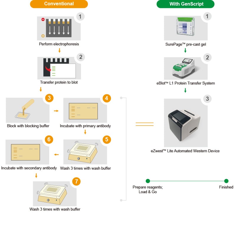 eZwest™ Automated Western Device | GenScript eZwest™ Automated Western Device | GenScript